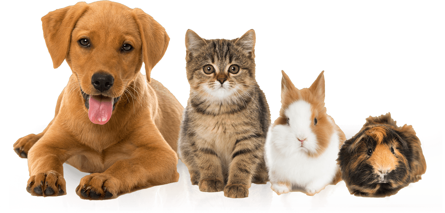 pets_big